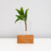 Rimu Test Tube Propagator Vase