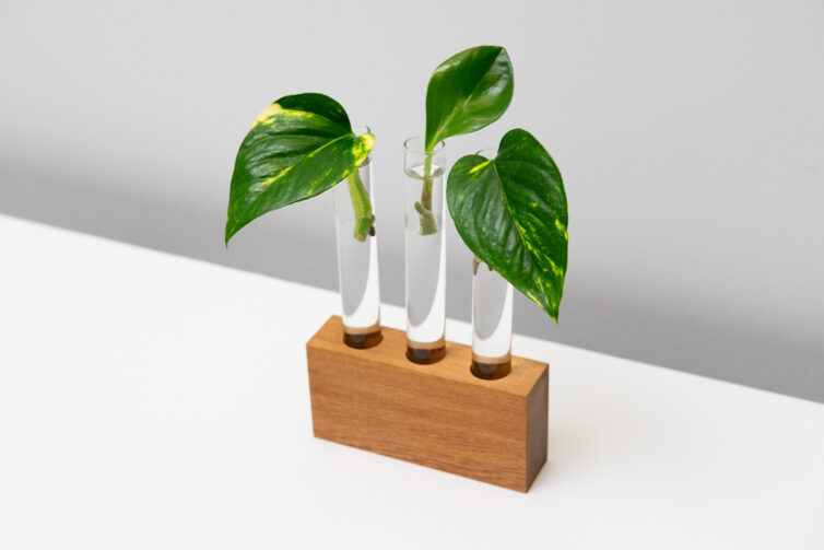 Rimu Test Tube Propagator Vase